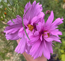 Les ateliers jardin du mois de septembre !
