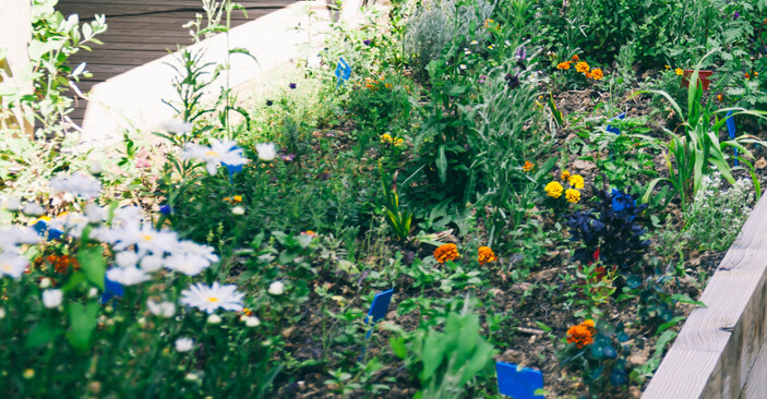 Atelier jardin à la Maison des réfugiés