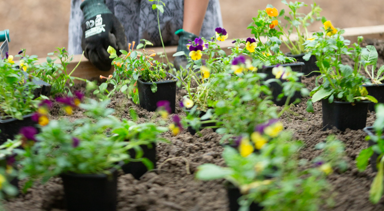 Ateliers jardin à la Maison des réfugiés