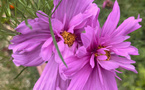 Les ateliers jardin du mois de septembre !
