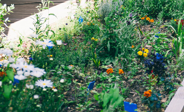 Atelier jardin à la Maison des réfugiés